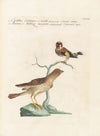 Ornithologia methodice digesta Pl.335