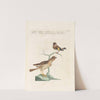 Ornithologia methodice digesta Pl.335 by Saverio Manetti