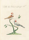 Ornithologia methodice digesta Pl.336