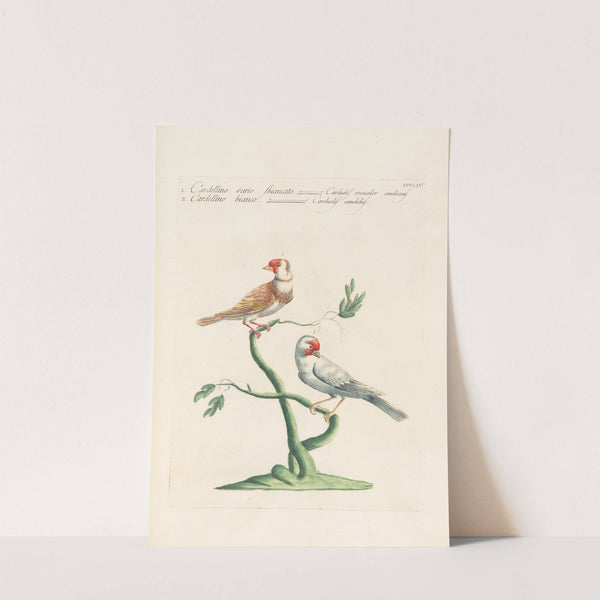 Ornithologia methodice digesta Pl.336 by Saverio Manetti