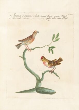 Ornithologia methodice digesta Pl.338