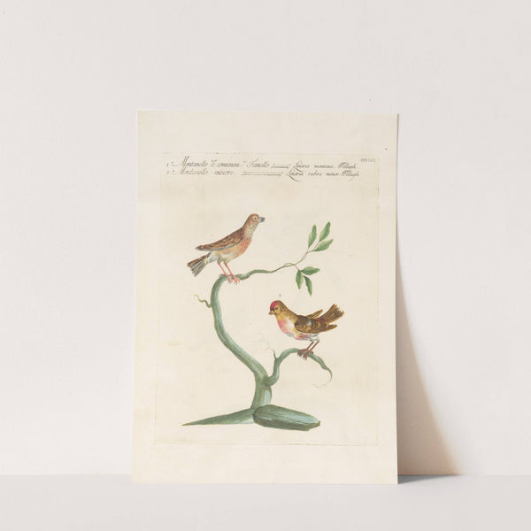 Ornithologia methodice digesta Pl.338 by Saverio Manetti