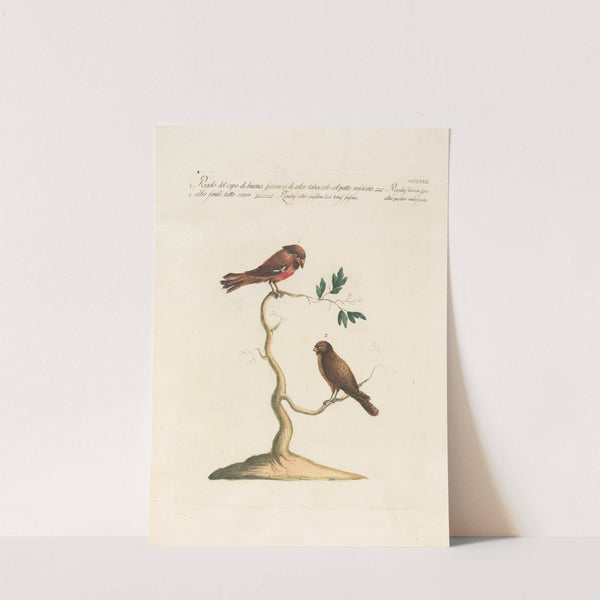 Ornithologia methodice digesta Pl.340 by Saverio Manetti