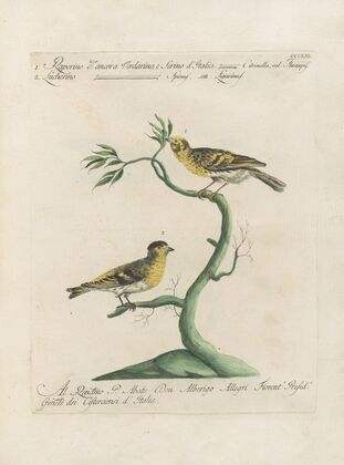 Ornithologia methodice digesta Pl.343
