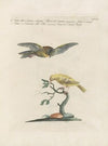 Ornithologia methodice digesta Pl.344