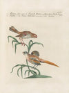 Ornithologia methodice digesta Pl.346