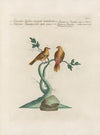 Ornithologia methodice digesta Pl.347