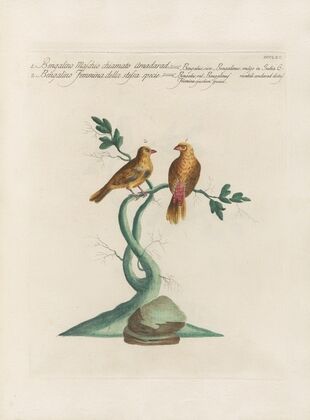 Ornithologia methodice digesta Pl.347