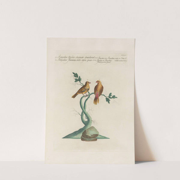 Ornithologia methodice digesta Pl.347 by Saverio Manetti