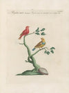 Ornithologia methodice digesta Pl.348