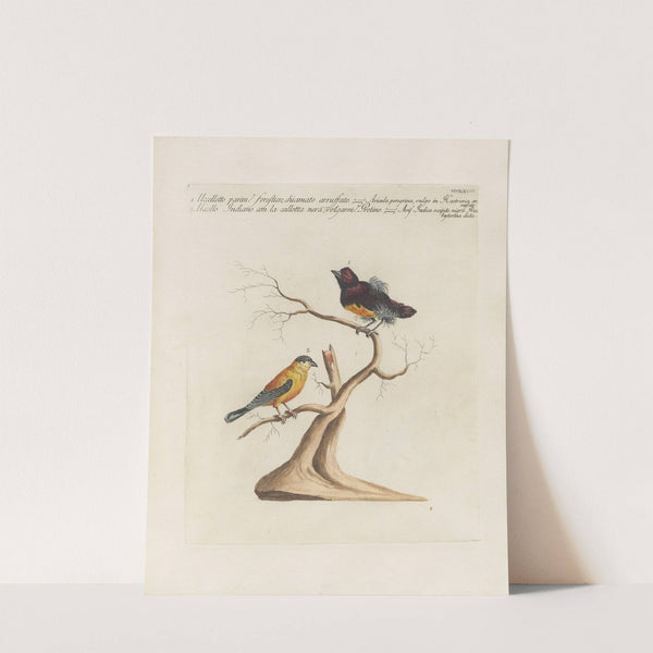 Ornithologia methodice digesta Pl.350 by Saverio Manetti