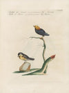 Ornithologia methodice digesta Pl.351