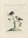 Ornithologia methodice digesta Pl.353