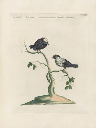 Ornithologia methodice digesta Pl.353