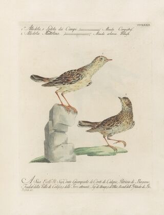 Ornithologia methodice digesta Pl.354