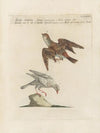 Ornithologia methodice digesta Pl.355