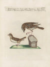 Ornithologia methodice digesta Pl.357