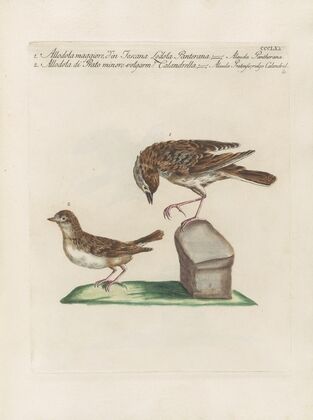 Ornithologia methodice digesta Pl.357