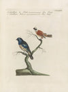 Ornithologia methodice digesta Pl.360