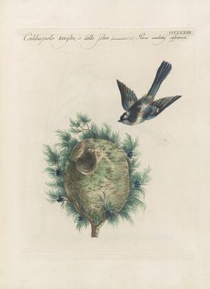 Ornithologia methodice digesta Pl.361