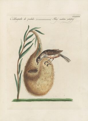 Ornithologia methodice digesta Pl.362