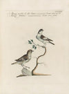 Ornithologia methodice digesta Pl.363
