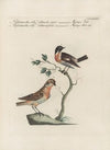 Ornithologia methodice digesta Pl.364