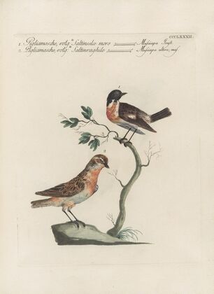 Ornithologia methodice digesta Pl.364