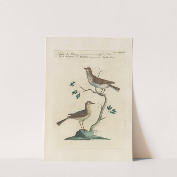 Ornithologia methodice digesta Pl.370 by Saverio Manetti