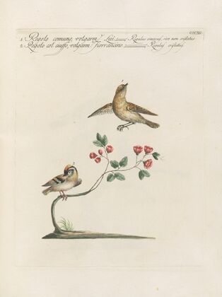 Ornithologia methodice digesta Pl.372