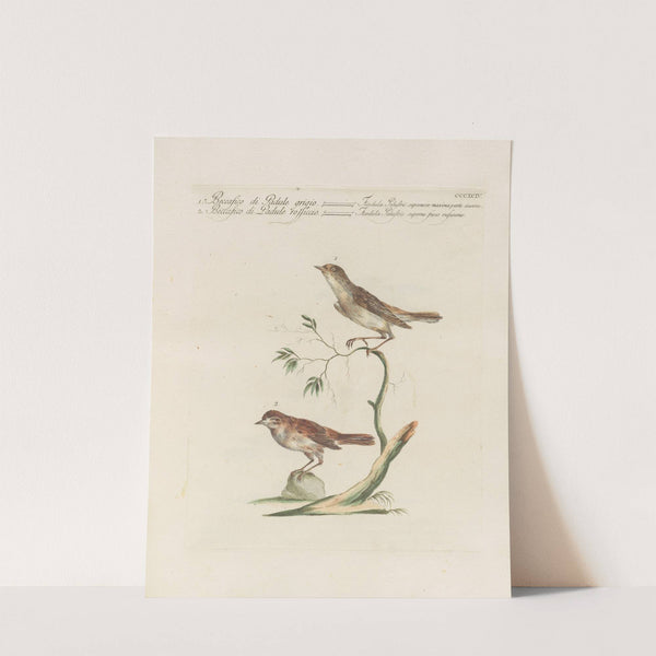 Ornithologia methodice digesta Pl.376 by Saverio Manetti