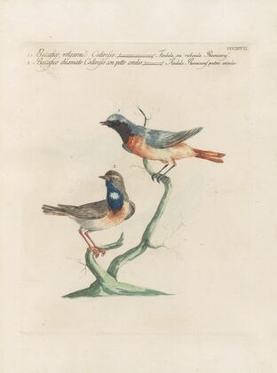 Ornithologia methodice digesta Pl.379