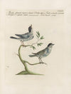 Ornithologia methodice digesta Pl.380