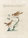 Ornithologia methodice digesta Pl.381