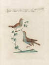 Ornithologia methodice digesta Pl.382