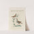Ornithologia methodice digesta Pl.382 by Saverio Manetti