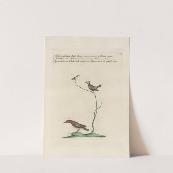 Ornithologia methodice digesta Pl.384 by Saverio Manetti