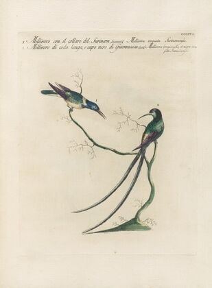 Ornithologia methodice digesta Pl.388