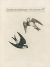 Ornithologia methodice digesta Pl.390