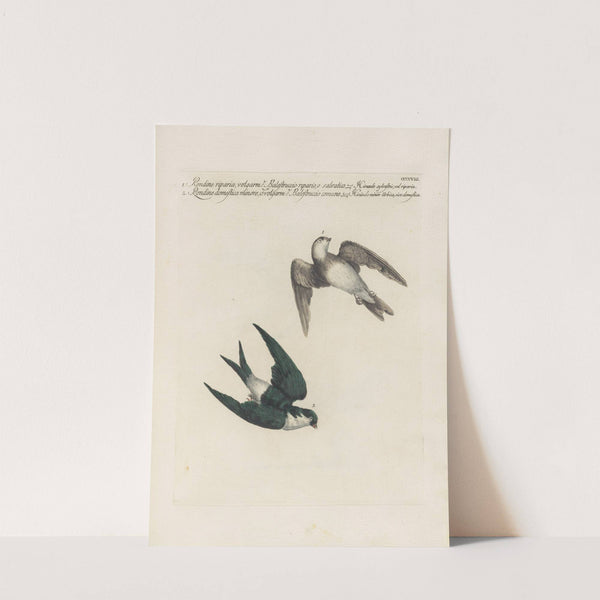 Ornithologia methodice digesta Pl.390 by Saverio Manetti