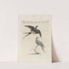 Ornithologia methodice digesta Pl.392 by Saverio Manetti