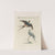 Ornithologia methodice digesta Pl.392 by Saverio Manetti