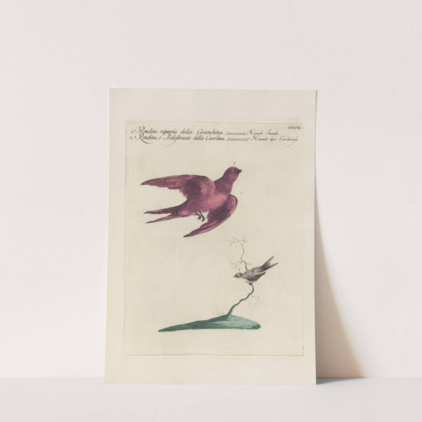 Ornithologia methodice digesta Pl.393 by Saverio Manetti