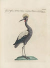 Ornithologia methodice digesta Pl.396