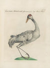 Ornithologia methodice digesta Pl.397