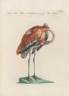 Ornithologia methodice digesta Pl.398