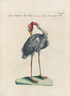 Ornithologia methodice digesta Pl.399