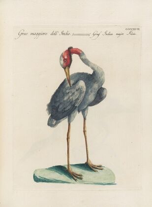 Ornithologia methodice digesta Pl.399