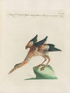 Ornithologia methodice digesta Pl.400