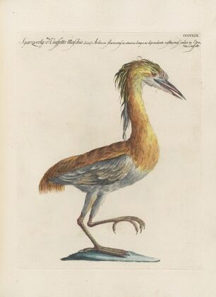 Ornithologia methodice digesta Pl.401